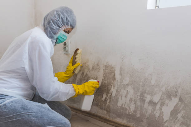 Best Mold Removal for HVAC Installations  in Pomona, KS